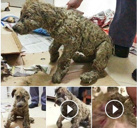A poor dog was allegedly covered in glue and thrown into the mud by its owner just for entertainment. The disturbing images sparked massive outrage across social media