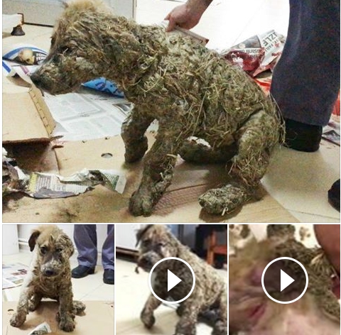 A poor dog was allegedly covered in glue and thrown into the mud by its owner just for entertainment. The disturbing images sparked massive outrage across social media