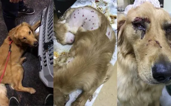 While trying to escape from the airplane’s cargo hold, this dog was allegedly brutally abused by airport staff, leaving viewers furious: “When we sent her away, she was healthy and beautiful… when we received her back, all we could do was hold her and cry.”