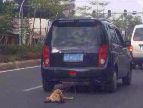 Images of a dog being chained behind a car and dragged along the road sparked massive outrage across social media: “What did this poor dog do to deserve such pain?”