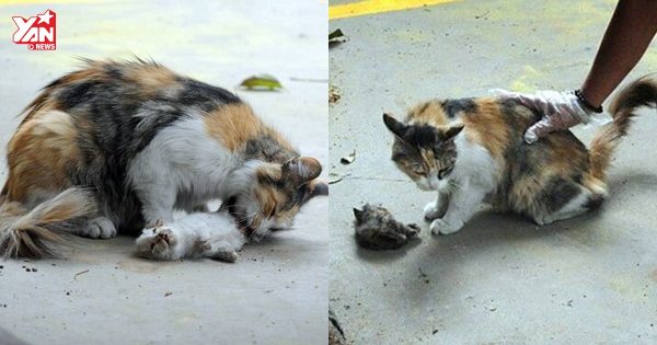 A heartbreaking image that haunted millions: A mother cat quietly lay beside her kitten’s body after a traffic accident