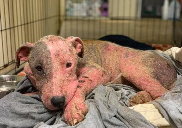 “Tears fell” at the heartbreaking sight of a small dog buried alive on the beach by its owner. Its legs were covered in wounds and cuts, leaving everyone who saw it unable to hold back their emotions.