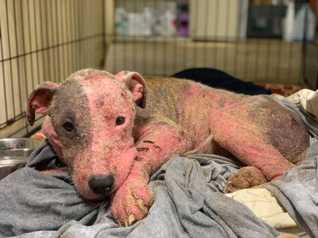 “Tears fell” at the heartbreaking sight of a small dog buried alive on the beach by its owner. Its legs were covered in wounds and cuts, leaving everyone who saw it unable to hold back their emotions.