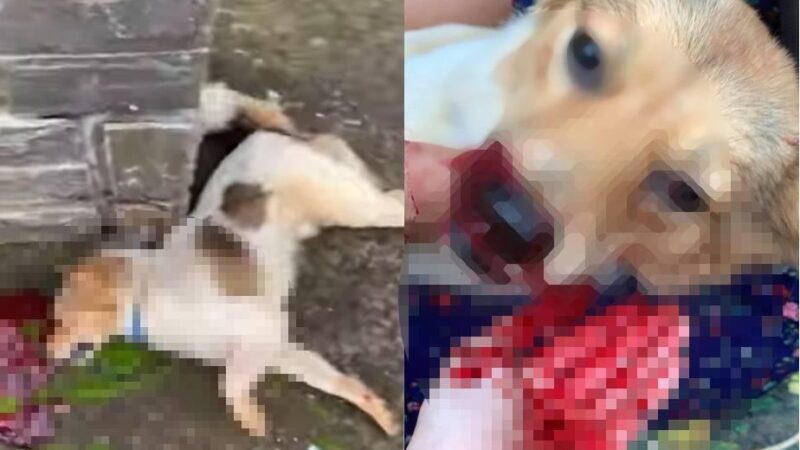 Just because it accidentally ate one of the neighbor’s chickens, the dog was brutally beaten to death on the spot. The heartbreaking moment when its owner carried the dog’s lifeless body home left everyone in tears.