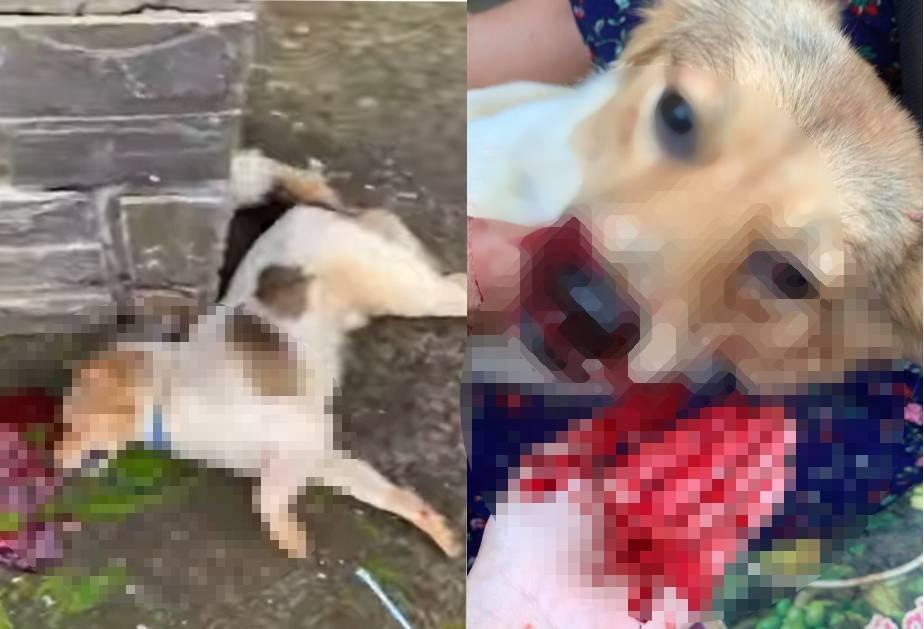 Just because it accidentally ate one of the neighbor’s chickens, the dog was brutally beaten to death on the spot. The heartbreaking moment when its owner carried the dog’s lifeless body home left everyone in tears.