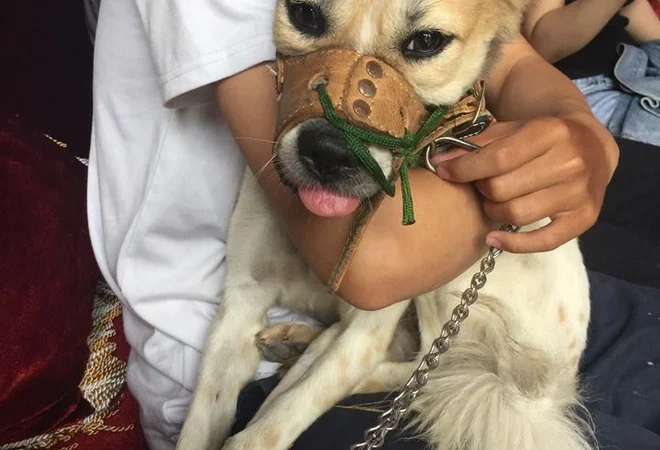The poor dog, who had suffered abuse from its owner, was finally rescued by a group of young people after they paid a ransom of 1.3 million VND. Seeing the look in its eyes as it was carried away left everyone deeply emotional