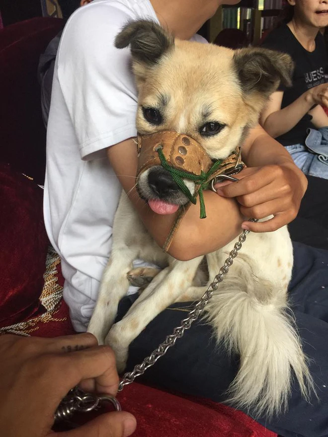 The poor dog, who had suffered abuse from its owner, was finally rescued by a group of young people after they paid a ransom of 1.3 million VND. Seeing the look in its eyes as it was carried away left everyone deeply emotional