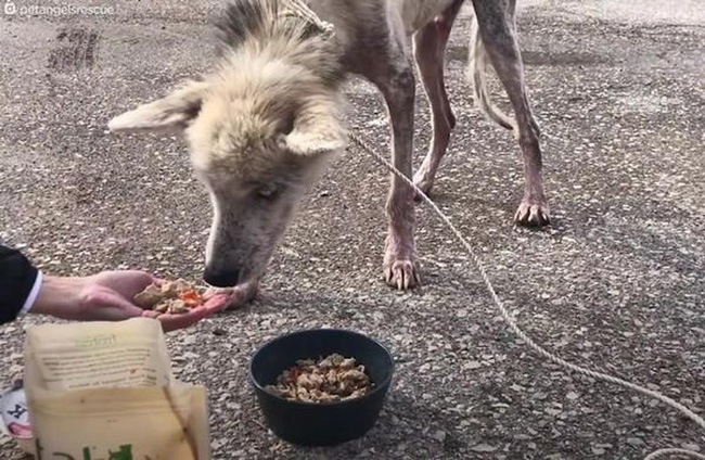 Abandoned and left to starve by its own owner, the Husky was reduced to skin and bones. After learning the reason behind it, everyone was outraged