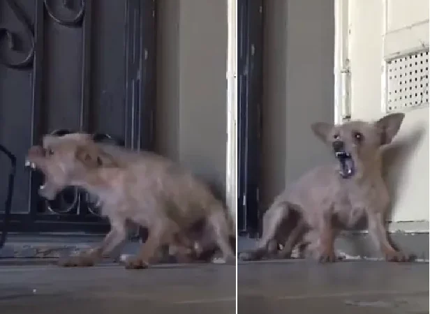 Heartbreaking images showed an emaciated dog with hopeless eyes after enduring a long period of starvation and abuse. By the time the rescue team approached, the dog no longer even dared to trust humans anymore.
