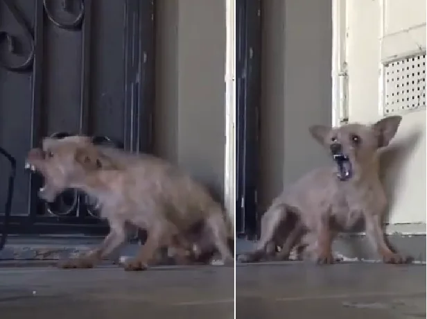 Heartbreaking images showed an emaciated dog with hopeless eyes after enduring a long period of starvation and abuse. By the time the rescue team approached, the dog no longer even dared to trust humans anymore.