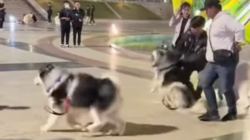 Just because it did not obey and could not make money for its owner, the poor Alaskan was brutally whipped, leaving everyone who witnessed it both heartbroken and furious