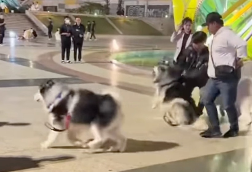 Just because it did not obey and could not make money for its owner, the poor Alaskan was brutally whipped, leaving everyone who witnessed it both heartbroken and furious