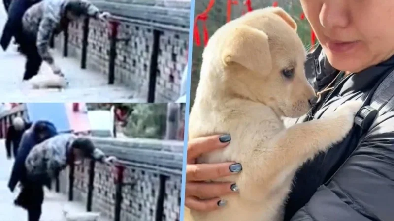 A video showing a man repeatedly kicking a puppy until it tumbled down the stairs sparked massive outrage. What broke people’s hearts even more was that no one stepped in to save the little dog
