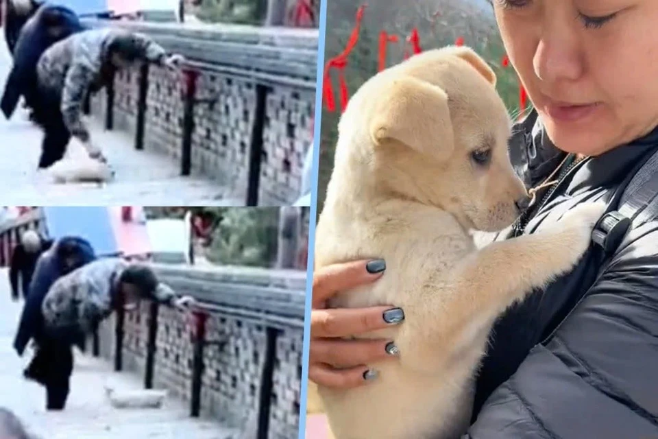 A video showing a man repeatedly kicking a puppy until it tumbled down the stairs sparked massive outrage. What broke people’s hearts even more was that no one stepped in to save the little dog
